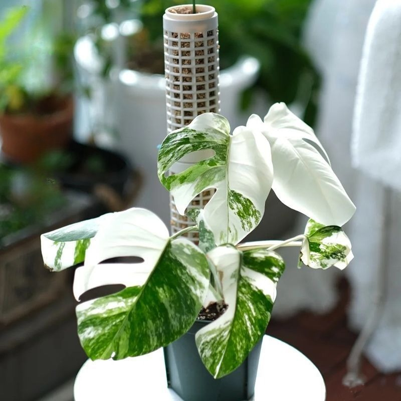 3pcs Plastic Moss Pole, Each 5 - Tree Stand Ladder review and price